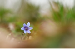 Blåsippa (Hepatica nobilis)