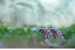 Vätteros (Lathraea squamaria)