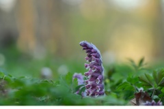 Vätteros (Lathraea squamaria)