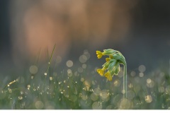 Gullviva (Primula veris)