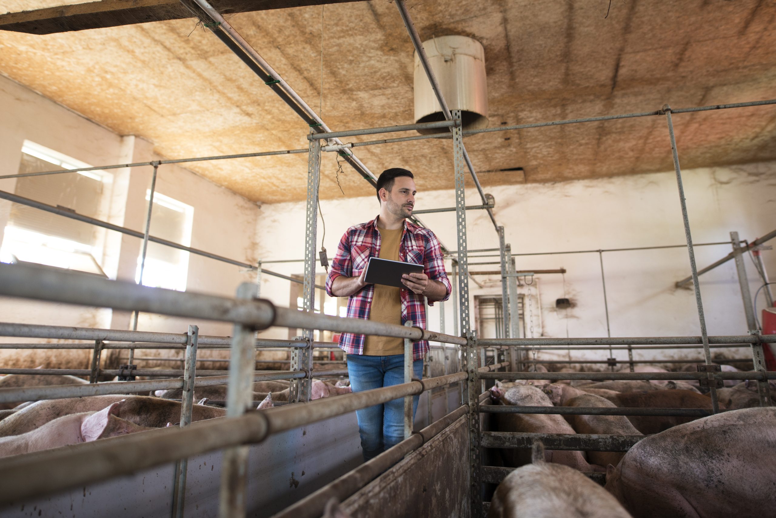 Farmer walking through large pigpen controlling pigs growth via tablet computer.