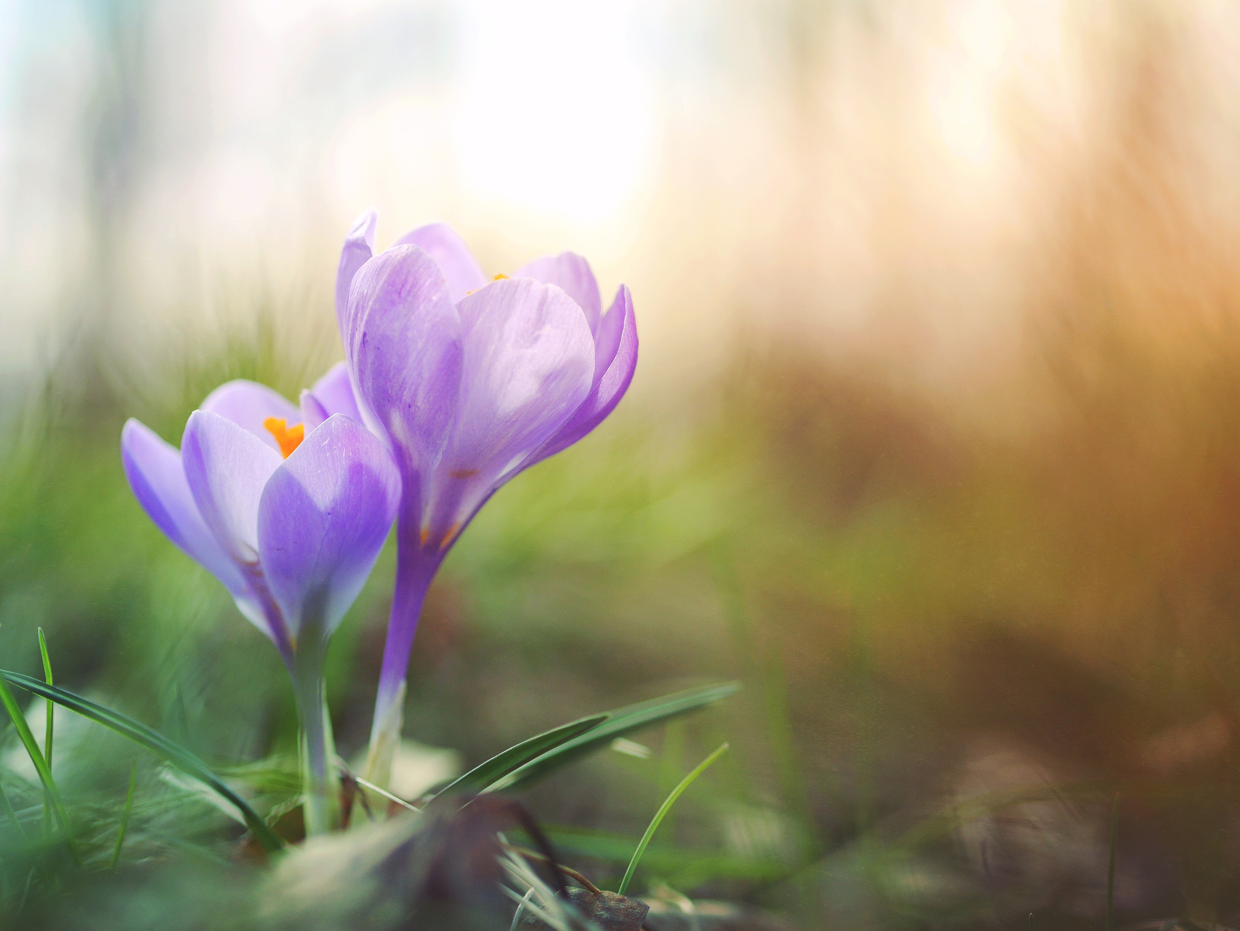 Frühling mit MS | gar nicht krank Mama selbstständig Multiple Sklerose