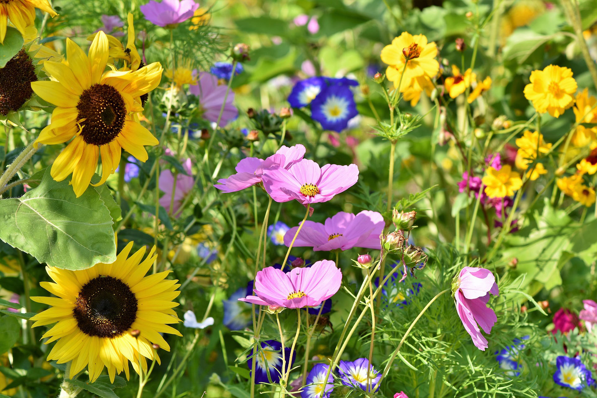 Blumenwiese anlegen, und danach? - Der Gartenblog für die Städteregion ...