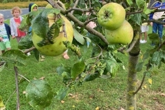 Waarnemen appel- en perenboom op school 2K 2023