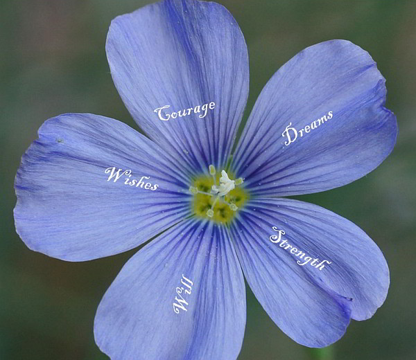 Opt-leadership flower