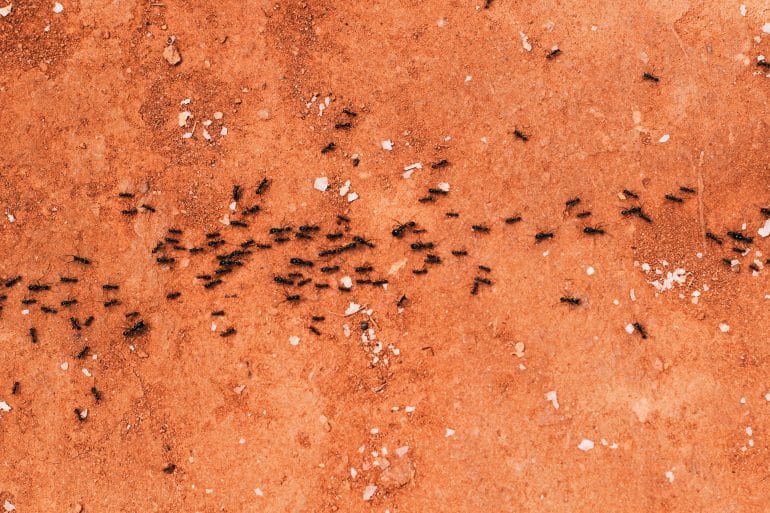 Sådan slipper du af med myrer i dit hjem