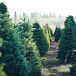 bestilling af økologisk juletræ eller fæld selv økologiske juletræer nordmannsgran nordsjælland storkøbenhavn Frederikssund Geerslettegaard