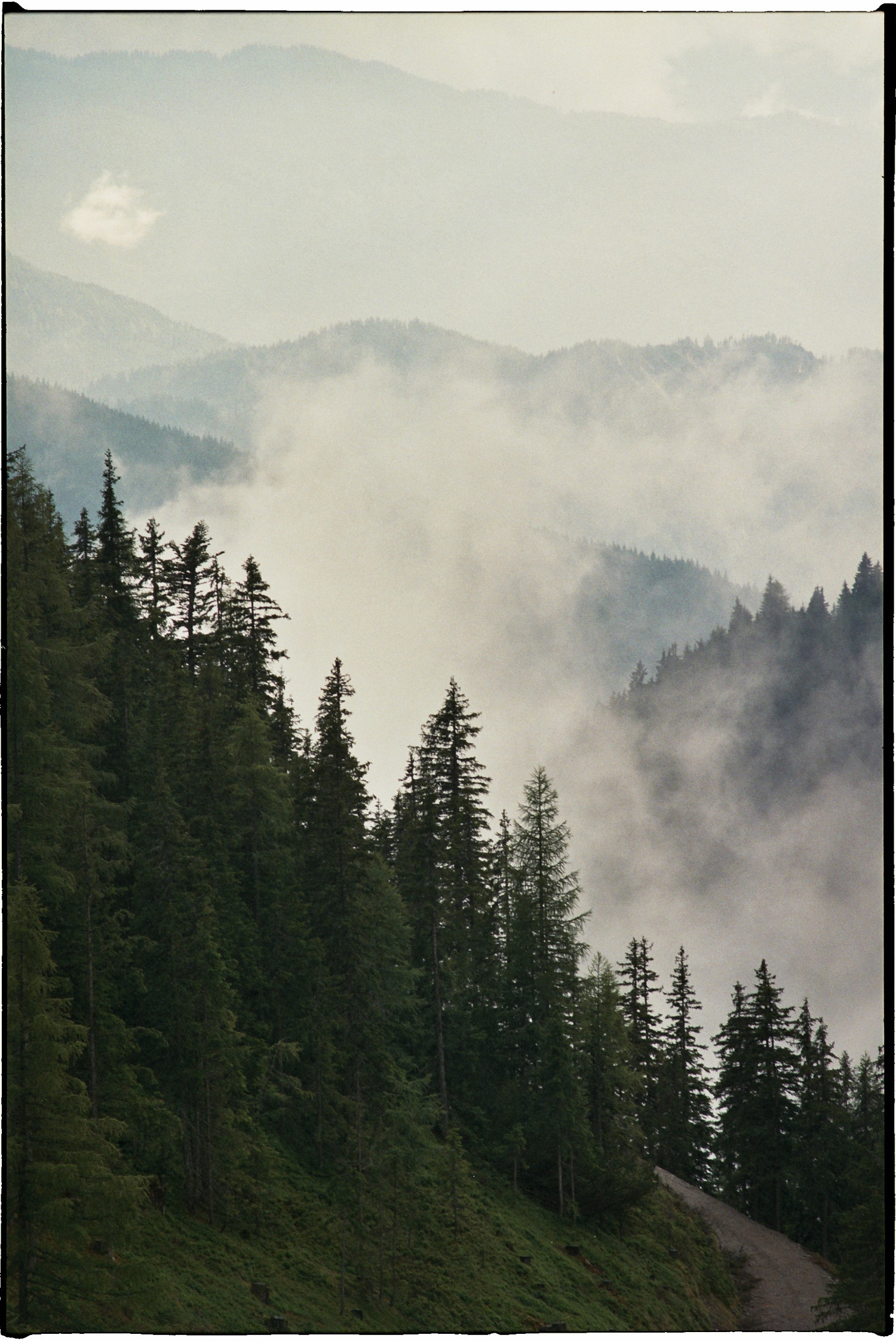 Wald und stein