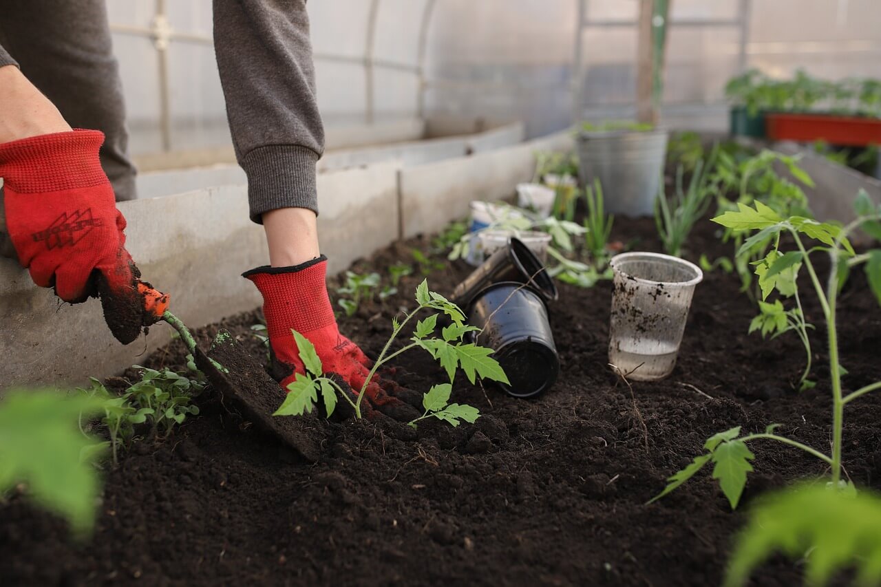 dyrk selv din mad i din have