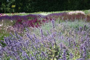 Read more about the article Die schönsten Dauerblüher für einen farbenfrohen Sommergarten