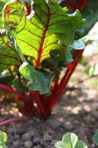 Read more about the article Fruchtfolge im Gemüsegarten – gesundes Gemüse ohne Chemie