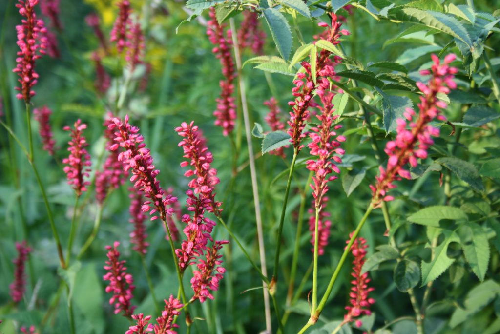 Kerzenknöterich - Die schönsten Dauerblüher für einen farbenfrohen Sommergarten