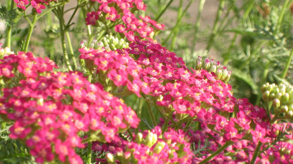 Schafgarbe ‚Kirschkönigin‘ (Achillea millefolium ‚Kirschkönigin‘) - Die schönsten Dauerblüher für einen farbenfrohen Sommergarten
