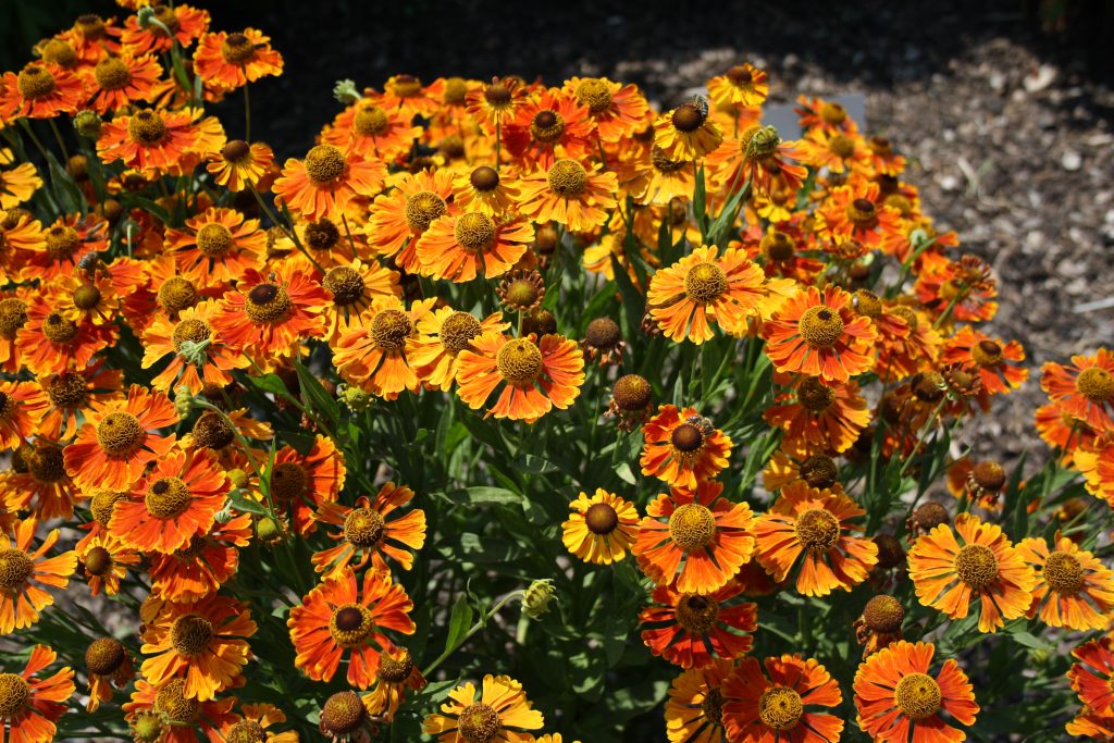 Sonnenbraut (Helenium) - Die schönsten Dauerblüher für einen farbenfrohen Sommergarten