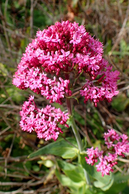 Spornblume - Die schönsten Dauerblüher für einen farbenfrohen Sommergarten