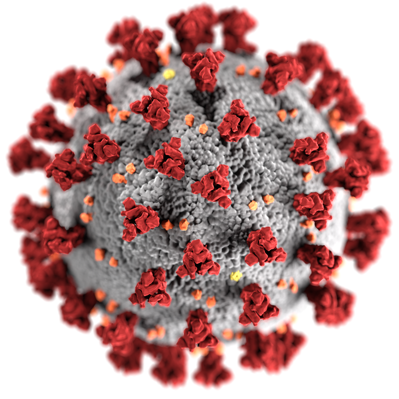 El coronavirus