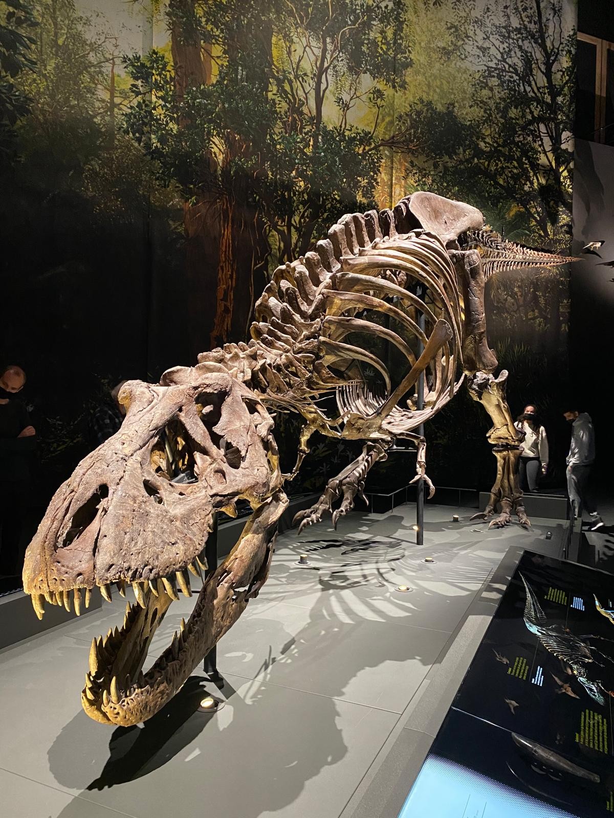 Anne Schulp: Tyrannosaurus rex