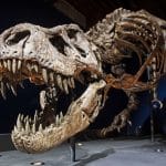 Anne Schulp: Tyrannosaurus rex