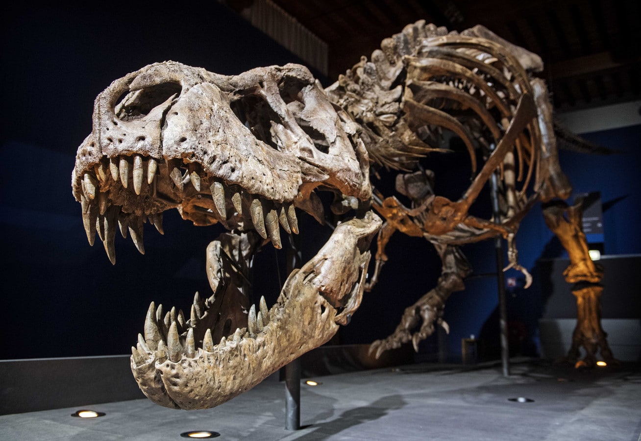 Anne Schulp: Tyrannosaurus rex