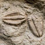 Jacques Liska - Fossielen voor dummies