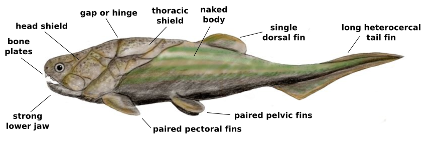 Pesce corazzato del Devoniano