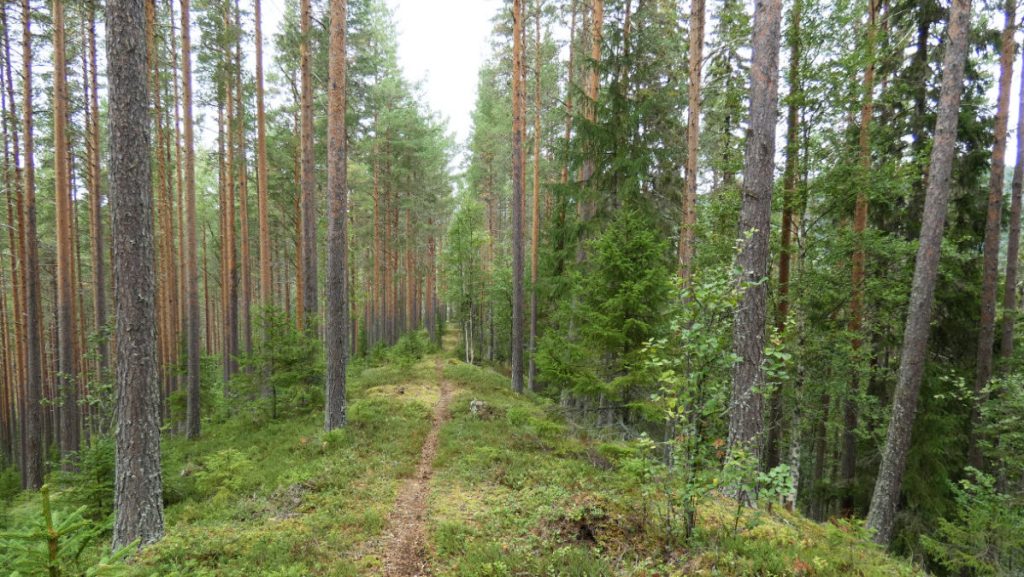 Slingrande naturstig uppe på Getryggen. Foto: Katarina Söderlund.