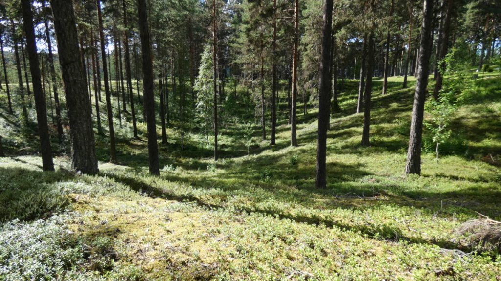 Dödisgrop vid Fors skogskyrkogård. Foto: Katarina Söderlund. 