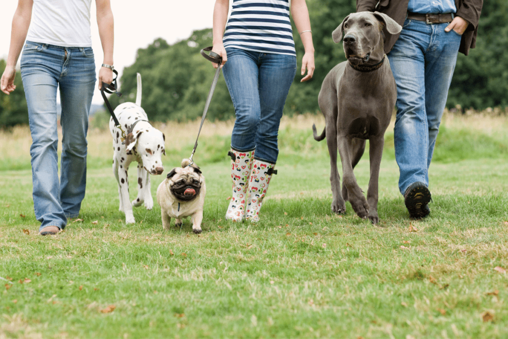 Drei Menschen gehen mit ihren Hunden spazieren.