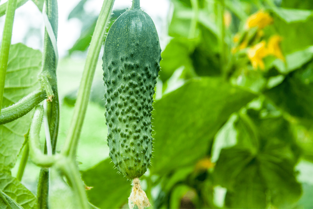 Eine Gurkenpflanze mit Gurke und Blüten an einer Rankhilfe. Gemüse anbauen