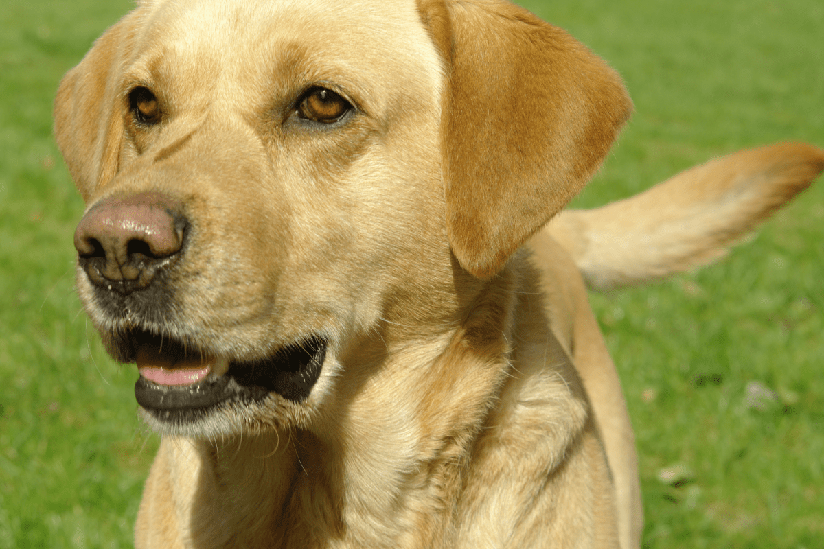 Hund wedelt mit dem Schwanz.