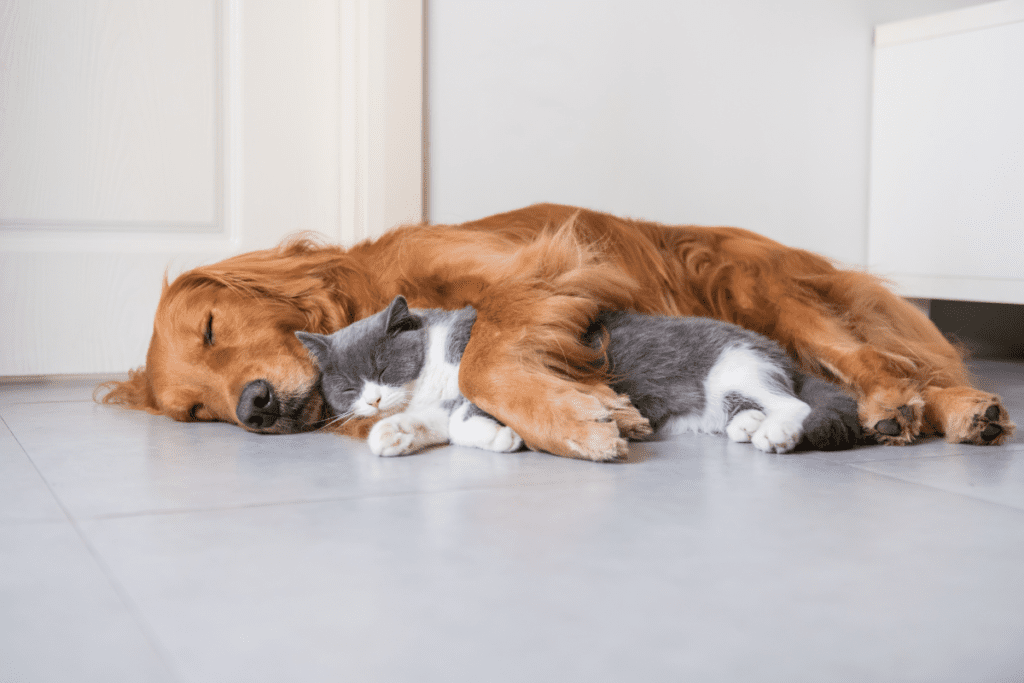 Hund und Katze schlafen nebeneinander auf dem Boden.