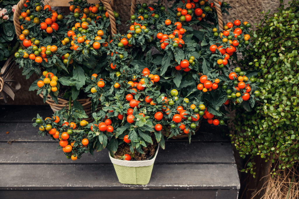 Tomatenpflanzen mit Früchten, im Behälter und in Töpfen 