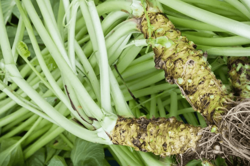 Frischer Wasabi