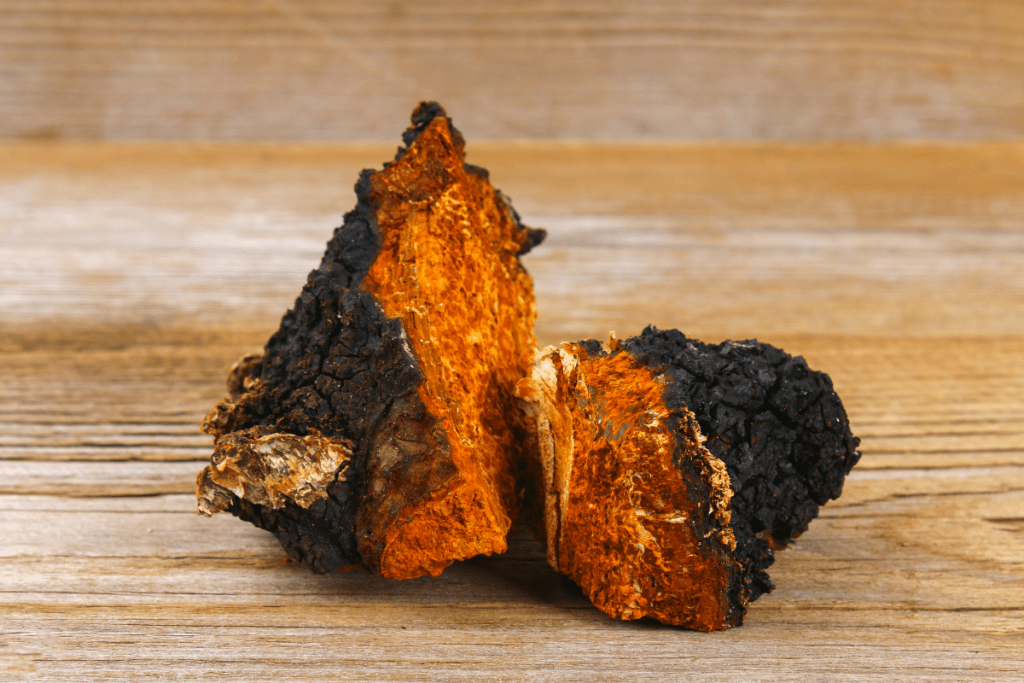 Heilpilze Chaga