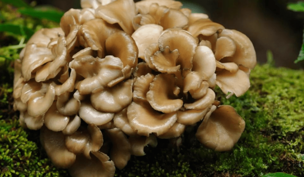 Heilpilze - heilende Pilze: Maitake in der Natur