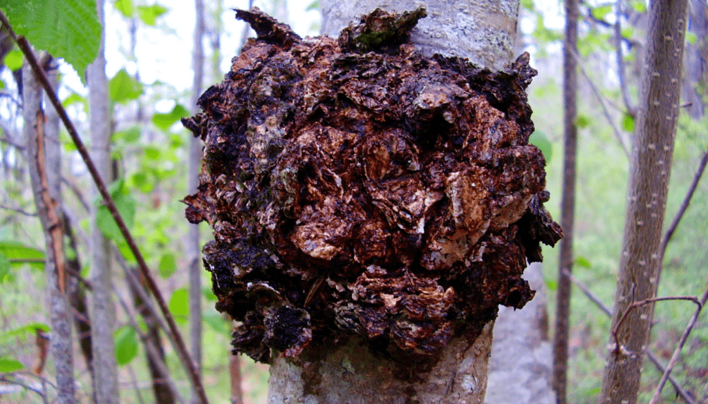 Chaga Baumpilz