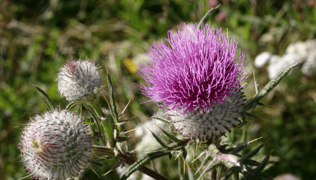 Klette in der Natur