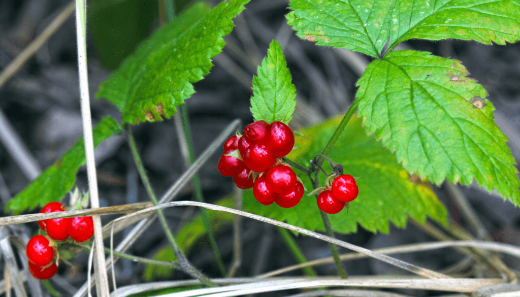 Preiselbeeren in der Natur