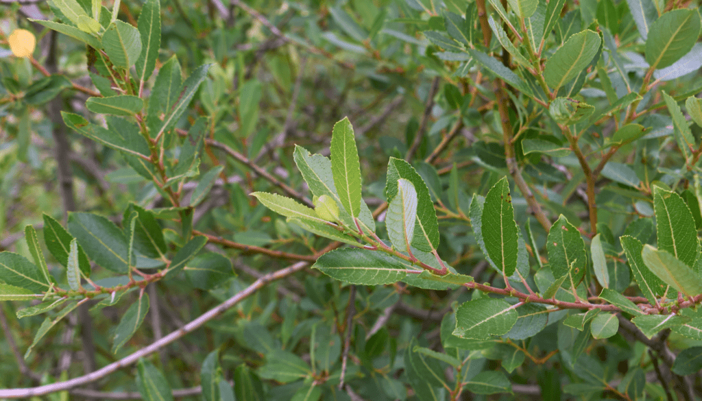 Salix Caprea Salweide