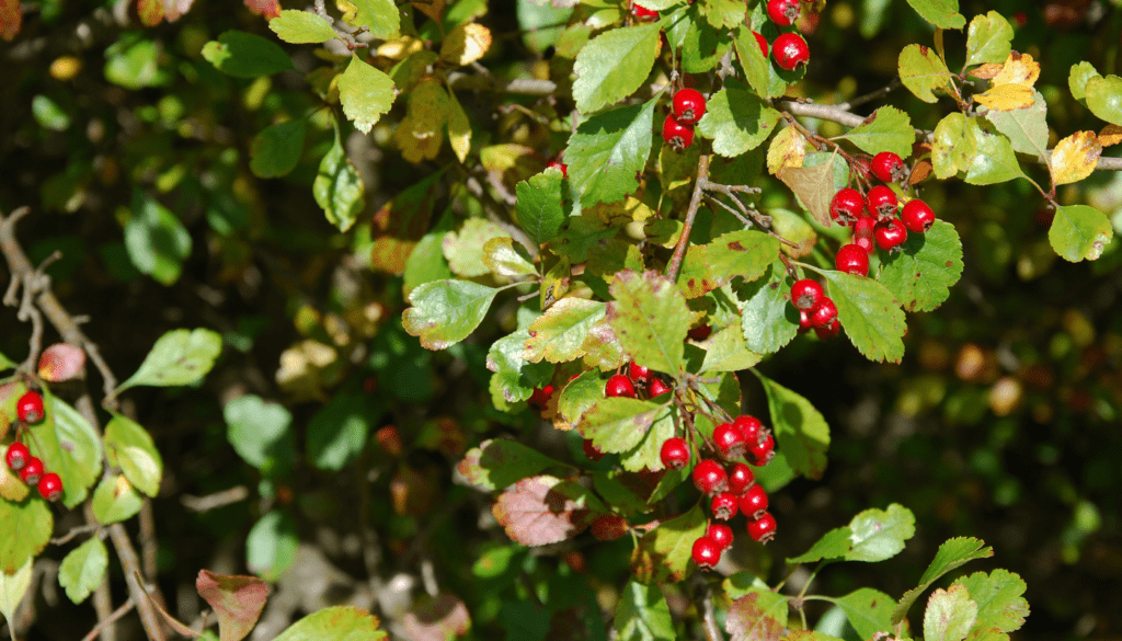 Weißdornbeeren