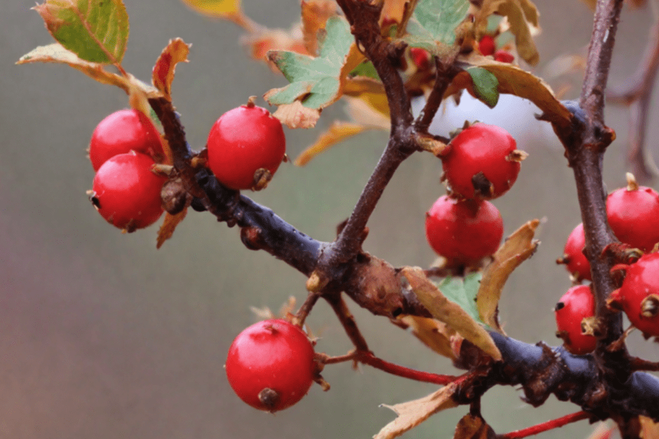 Wildpflanzen im Herbst