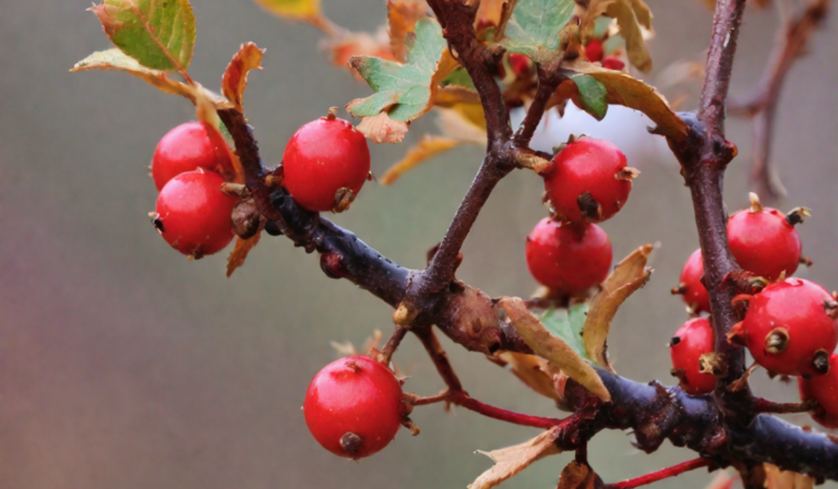 Wildpflanzen im Herbst