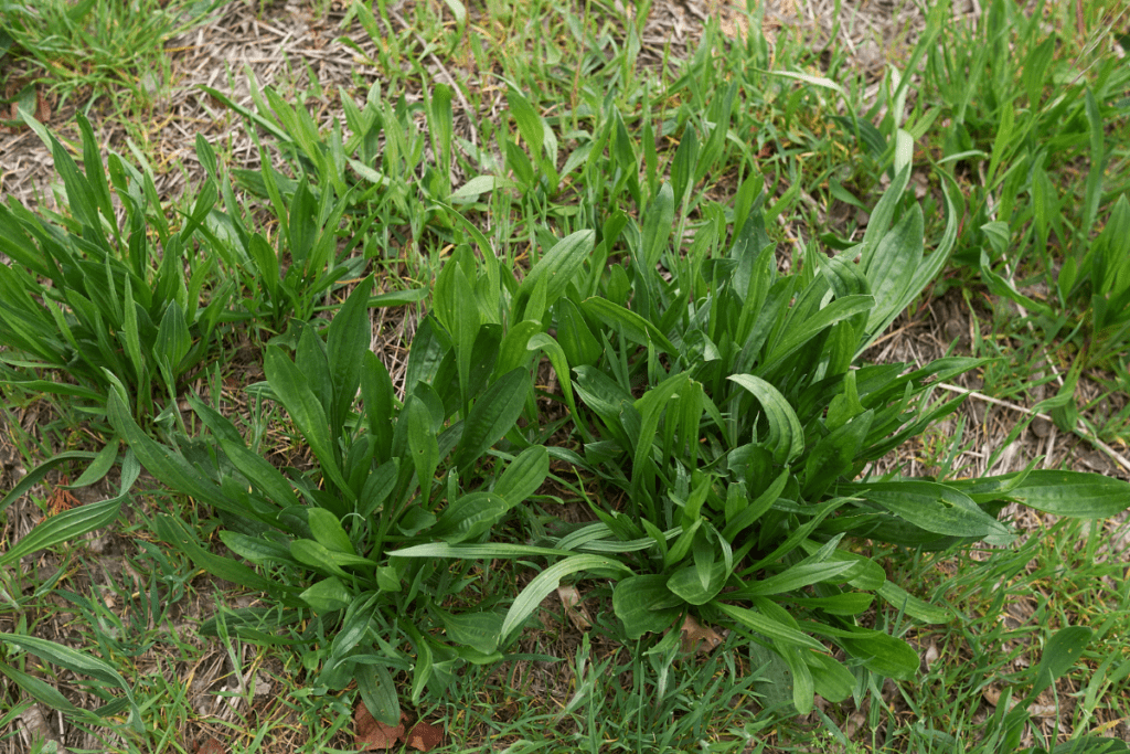 Spitzwegerich in der Natur