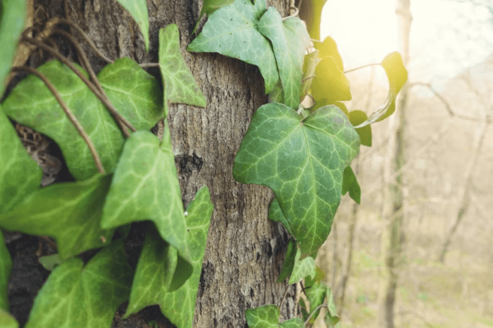 Efeu in der Natur