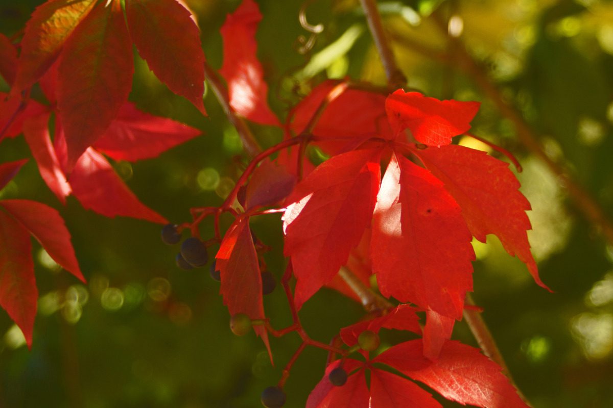 rotes Weinlaub