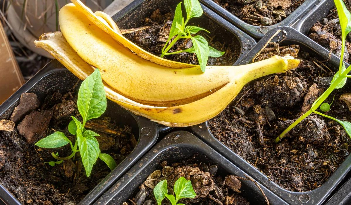 Bananenschalen im Garten