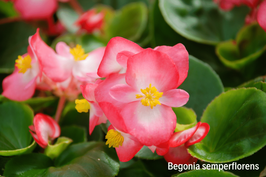 Begonia semperflorens 1