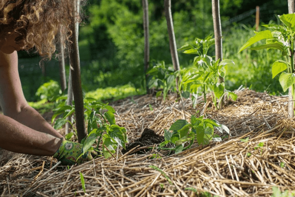 ohne Dünger im Garten