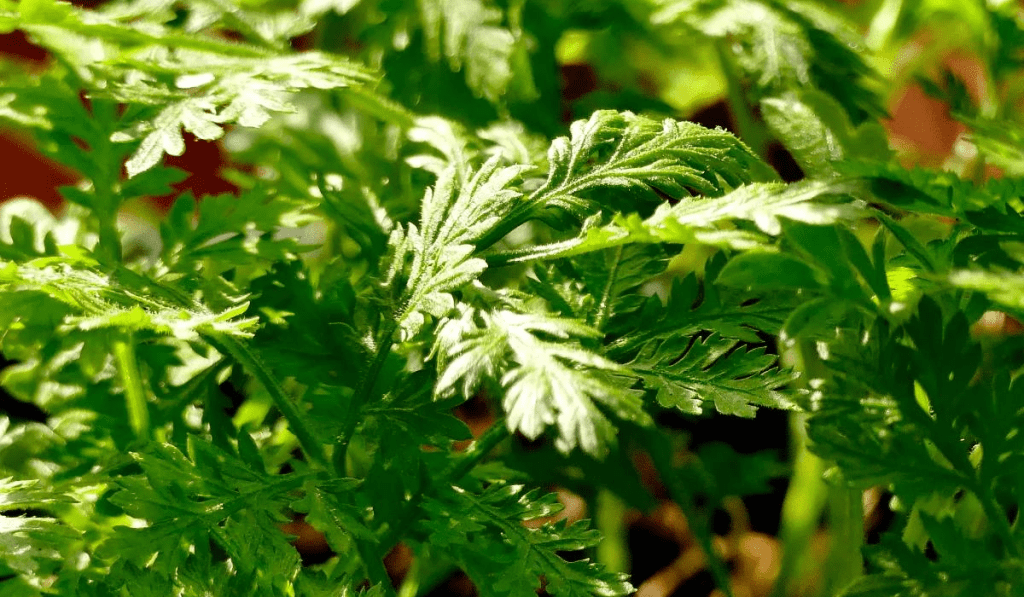 Artemisia annua Pflanze