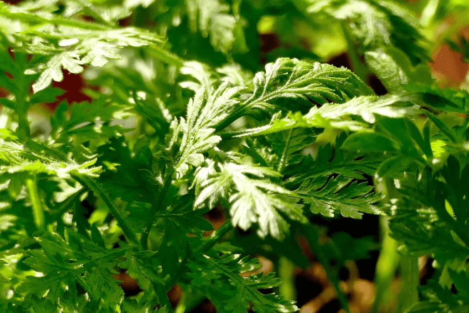 Artemisia annua Pflanze